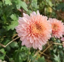 Überraschungs-paket FRÜH - 5 Chrysanthemen-stecklinge BIO