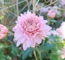 MunichPink.jpg