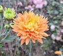 Chrysanthemum "Aldora Orange" 5 Stecklinge BIO