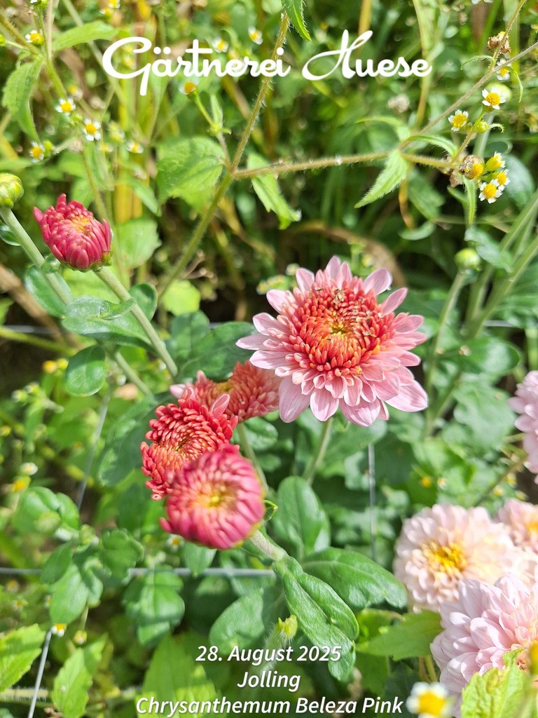 Beleza_Pink_3.jpg