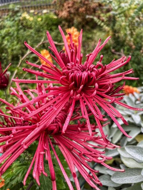 Chrysanthemum "Burgundy Spider" 5 Stecklinge BIO