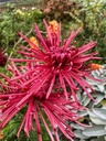 Chrysanthemum "Burgundy Spider" 5 Stecklinge BIO