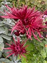 Burgundy_Spider_9.jpg