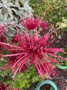 Burgundy_Spider_7.jpg