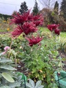 Burgundy_Spider_5.jpg