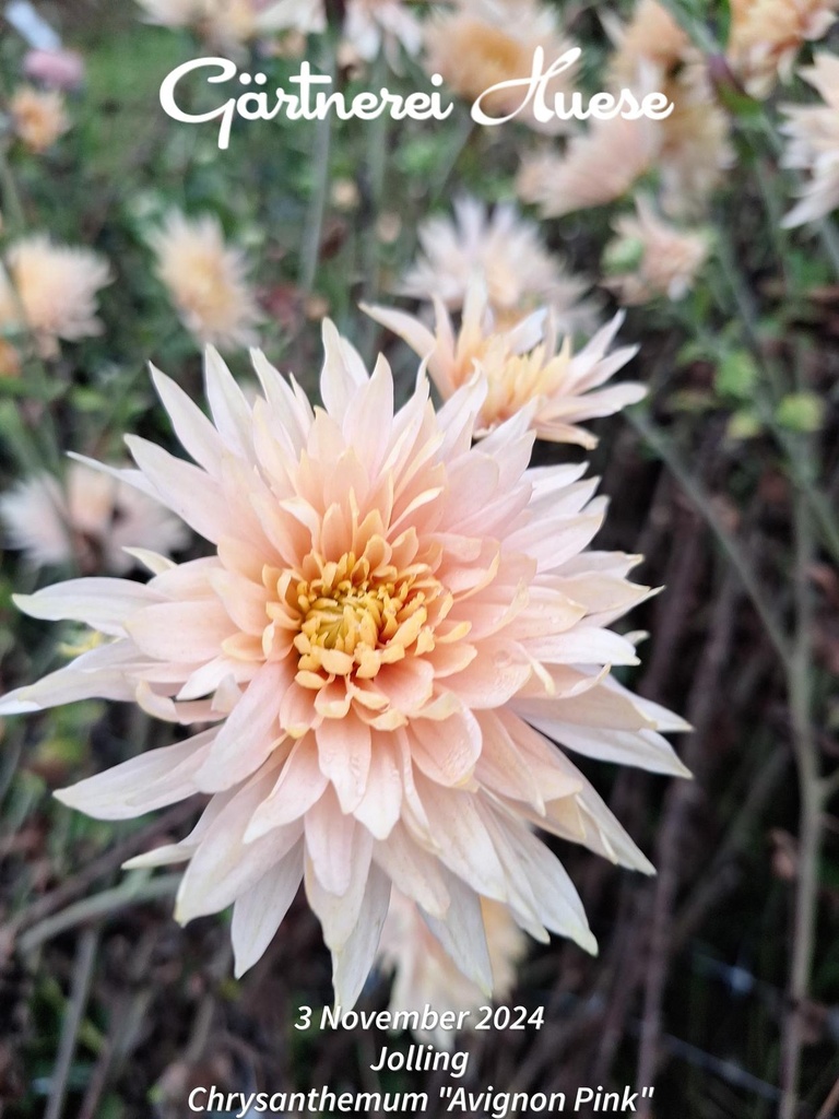Chrysanthemum "Avignon Pink" 5 Stecklinge BIO