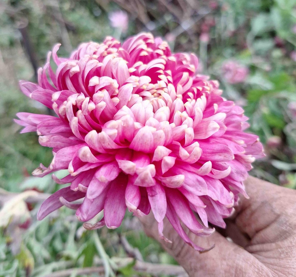 Chrysanthemum "Brighton Purple" 5 Stecklinge BIO