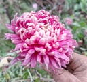 Chrysanthemum "Brighton Purple" 5 Stecklinge BIO
