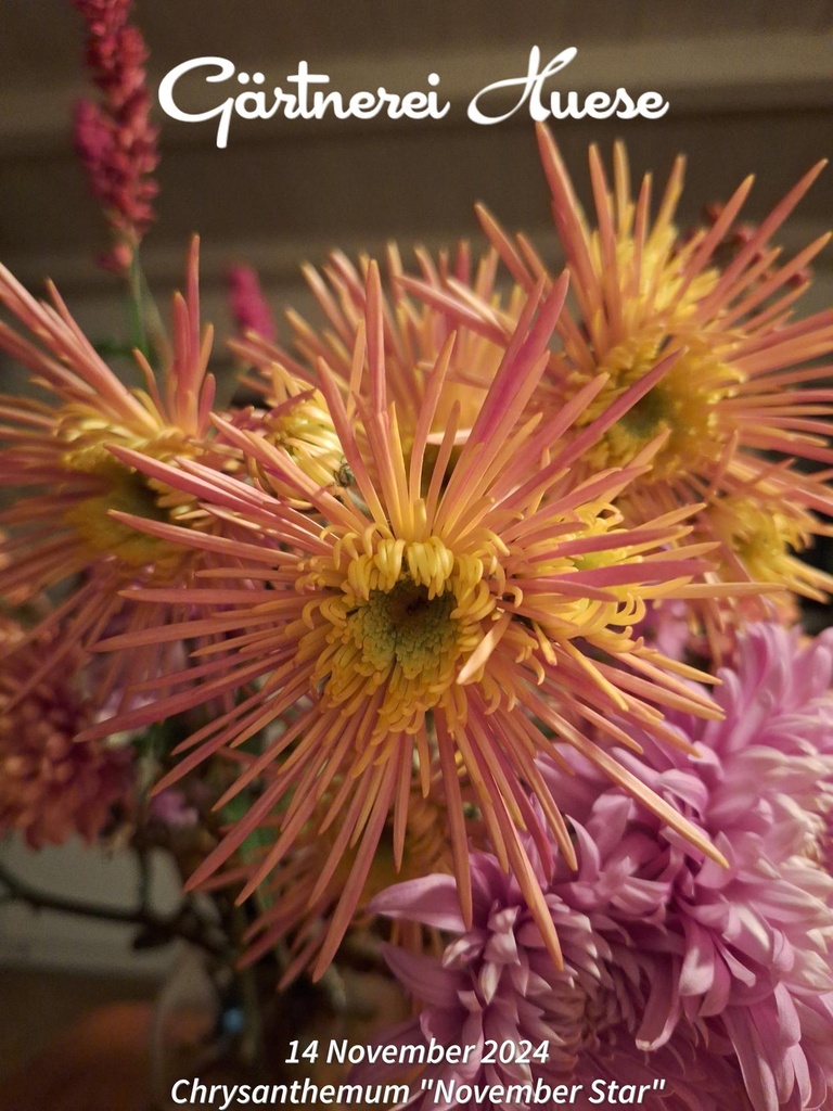 Chrysanthemum "November Star" 5 Stecklinge BIO