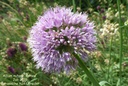 AlliumnutansEsmee-vi.jpg