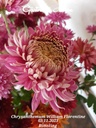 Chrysanthemum "William Florentine" 5 Stecklinge BIO