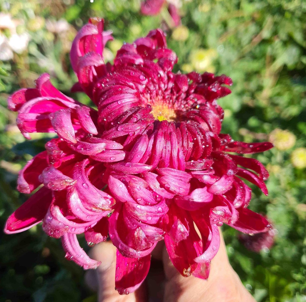 Chrysanthemum "Salzburg Surprise" - 5 Stecklinge BIO