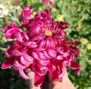 Chrysanthemum "Salzburg Surprise" - 5 Stecklinge BIO