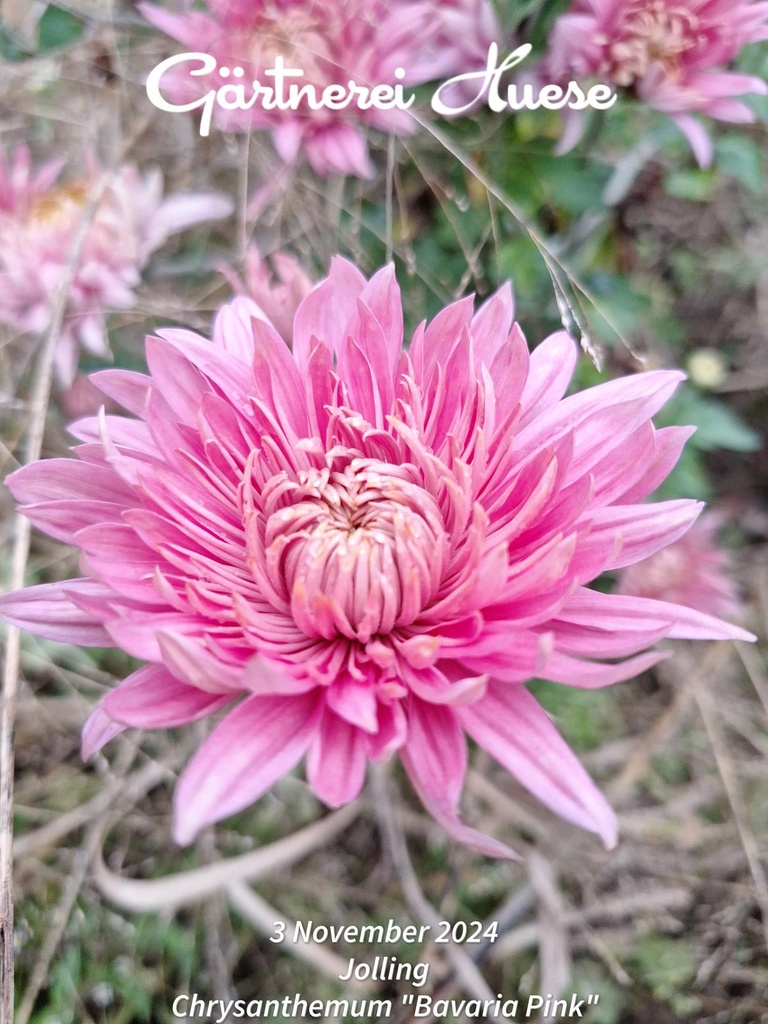 Chrysanthemum "Bavaria Pink" - 5 Stecklinge BIO