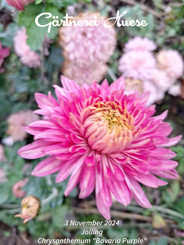 Chrysanthemum "Bavaria Purple" - 5 Stecklinge BIO