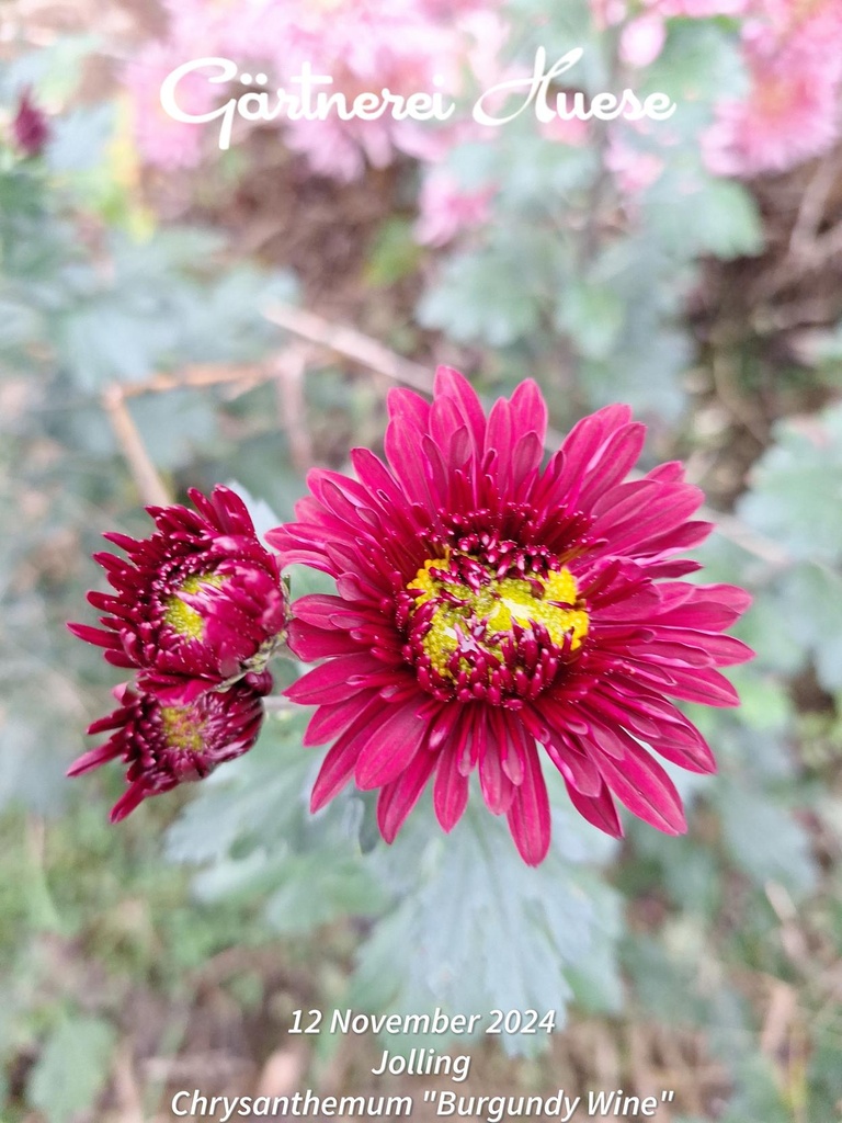 Chrysanthemum "Burgundy Wine" - 5 Stecklinge BIO