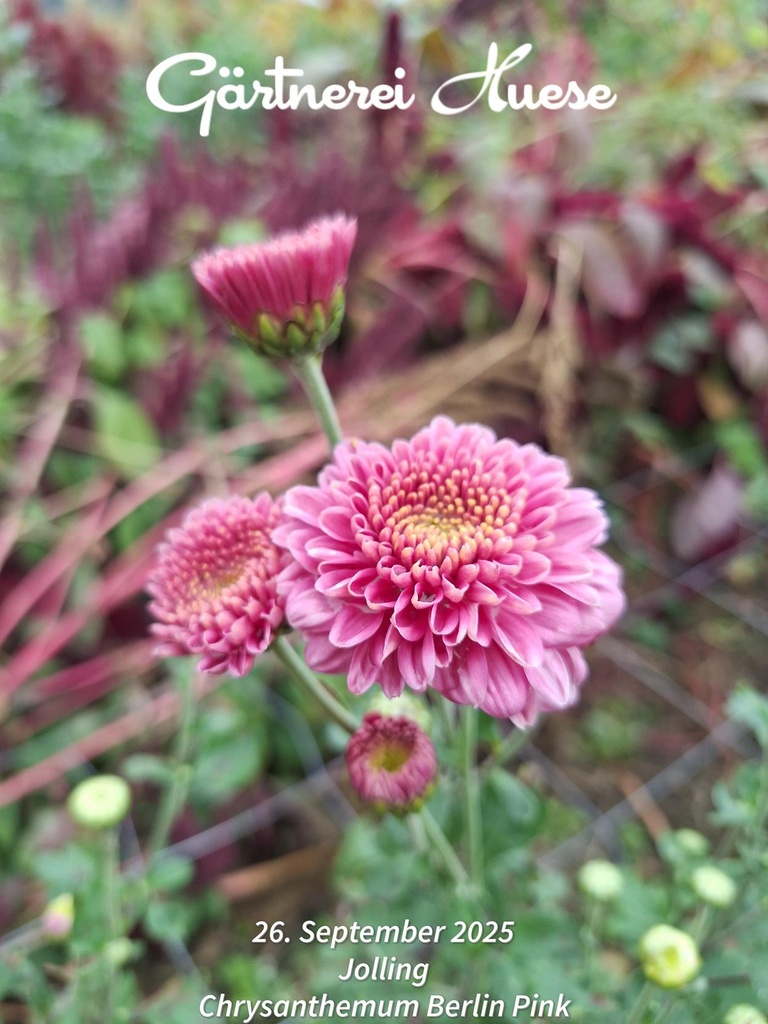 Chrysanthemum "Berlin Pink" - 5 Stecklinge BIO