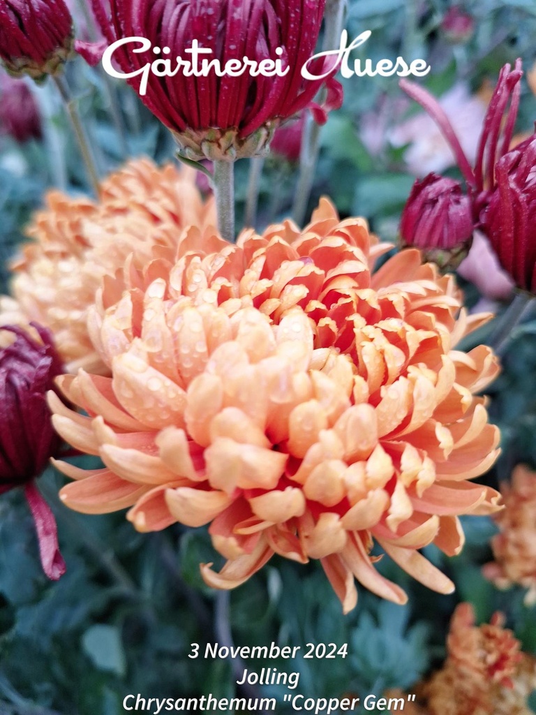 Chrysanthemum "Copper Gem" 5 Stecklinge - 5 Stecklinge BIO