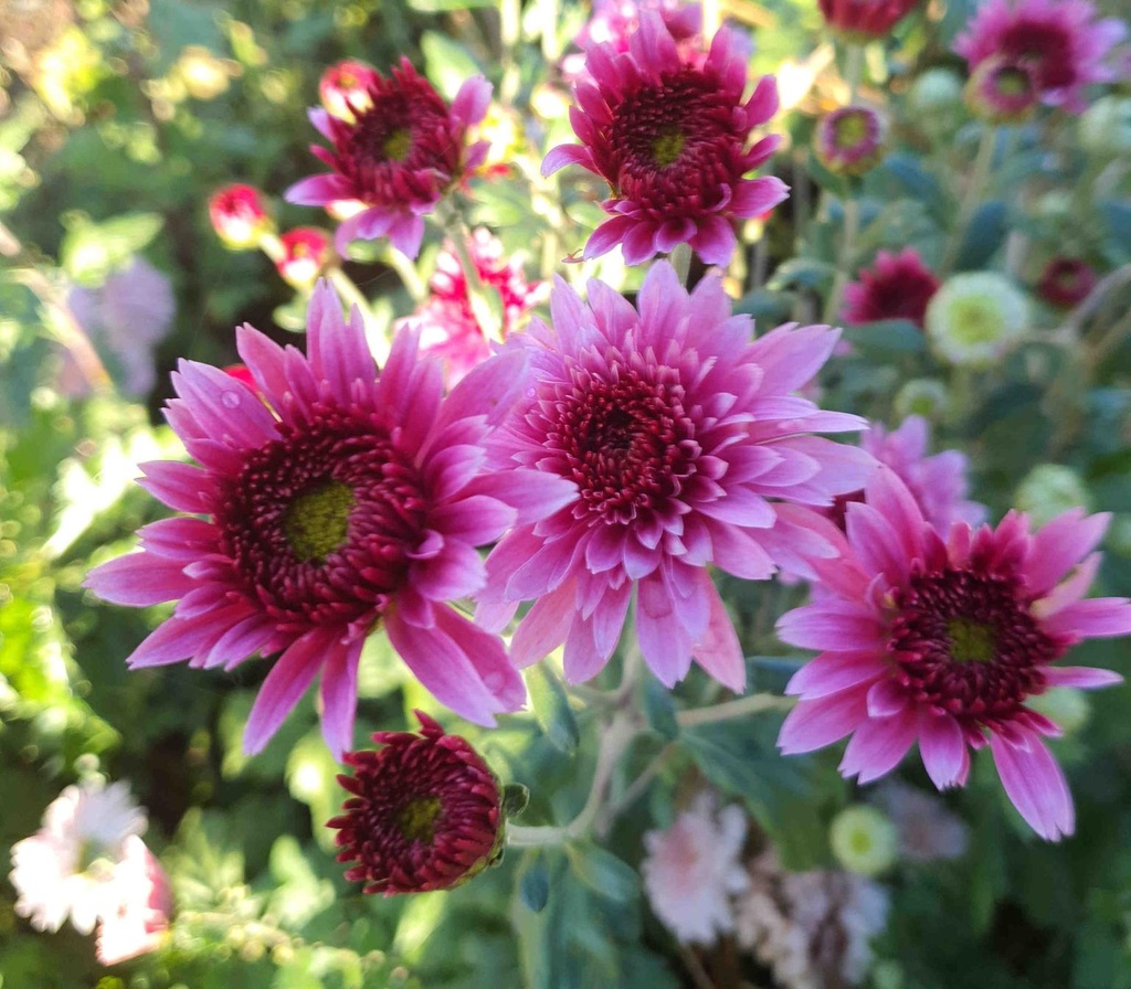 Chrysanthemum "Swedish Purple" - 5 Stecklinge BIO