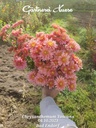 Chrysanthemum "Toscana" - 5 Stecklinge BIO