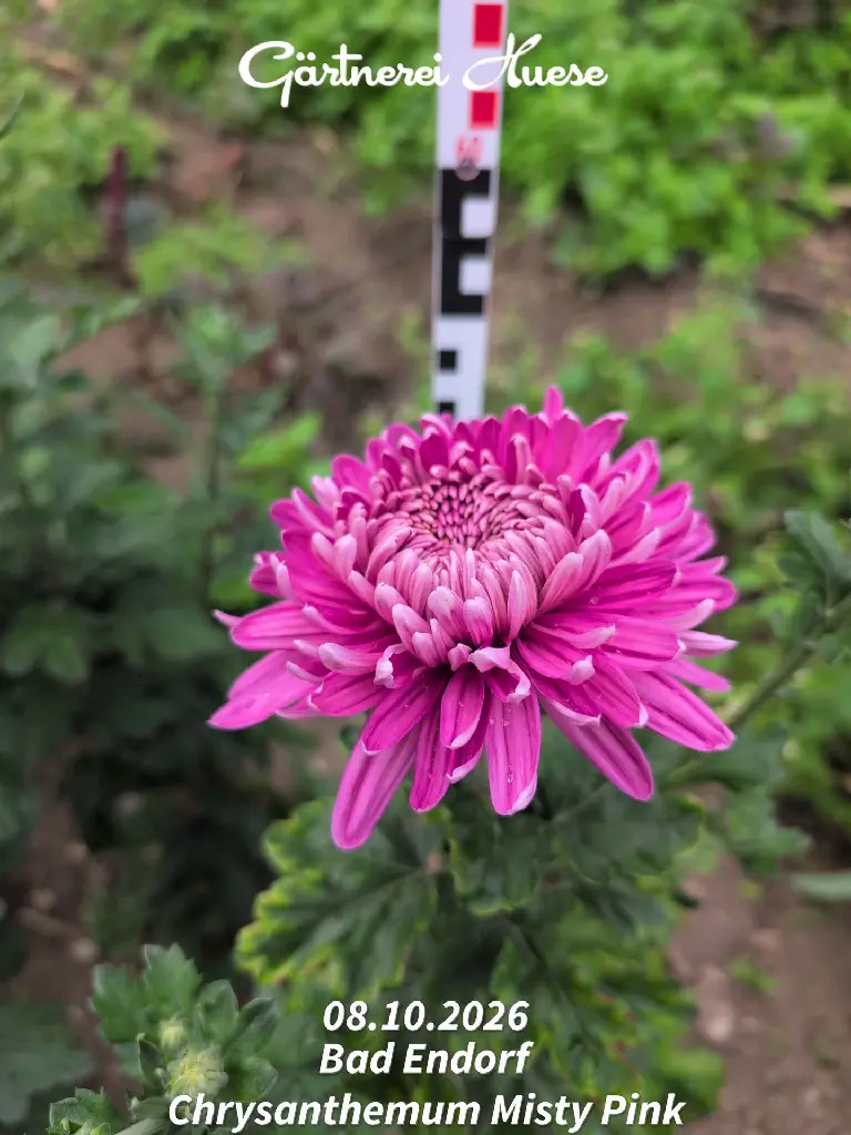 Chrysanthemum-Misty-Pink-_20261008_094148.webp