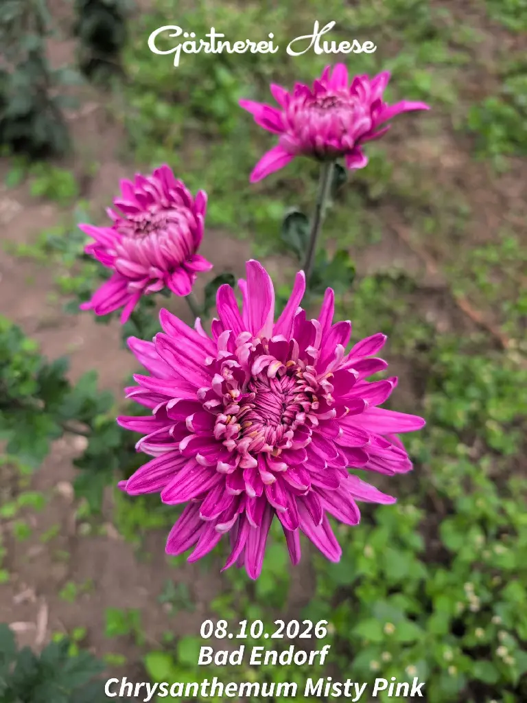 Chrysanthemum-Misty-Pink-_20261008_094124.webp