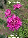 Chrysanthemum-Misty-Pink-_20261008_094124.webp