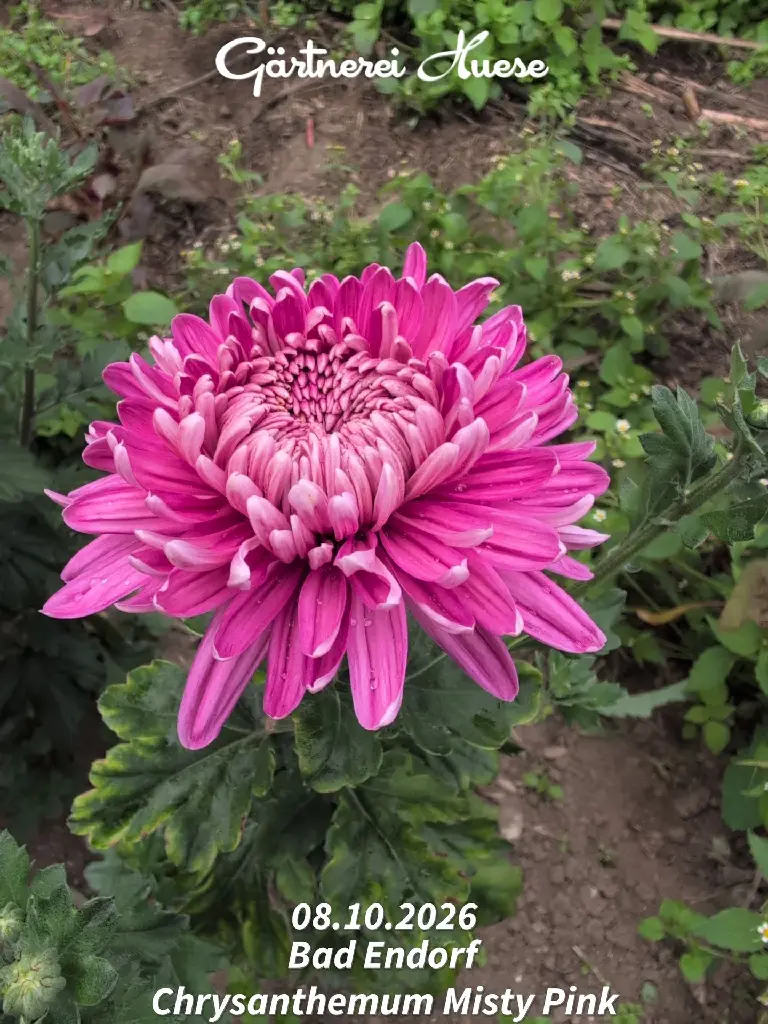 Chrysanthemum-Misty-Pink-_20261008_094108.webp
