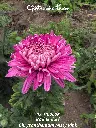 Chrysanthemum-Misty-Pink-_20261008_094108.webp
