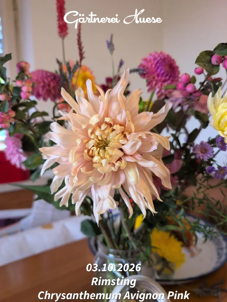 Chrysanthemum-Avignon-Pink-_20261003_080020.webp