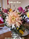 Chrysanthemum-Avignon-Pink-_20261003_080020.webp