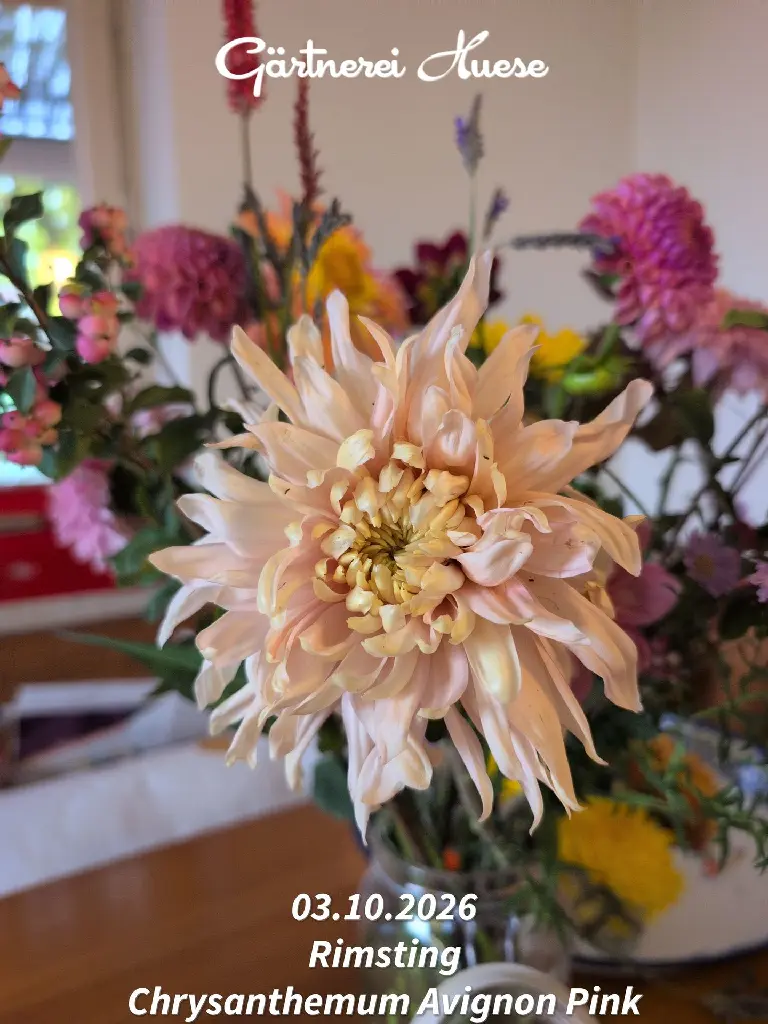 Chrysanthemum-Avignon-Pink-_20261003_075958.webp