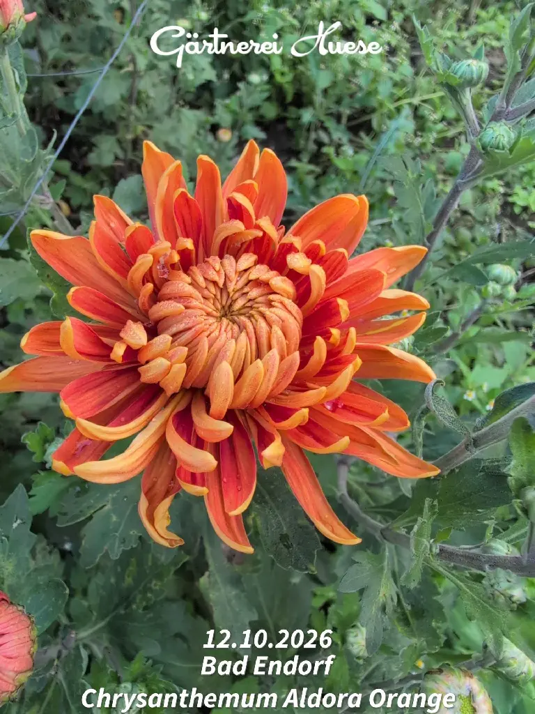 Chrysanthemum-Aldora-Orange-_20261012_124304.webp