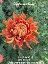 Chrysanthemum-Aldora-Orange-_20261012_124304.webp
