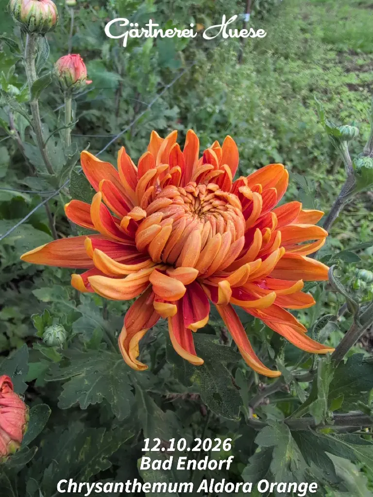 Chrysanthemum-Aldora-Orange-_20261012_124307.webp