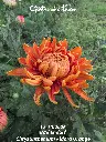 Chrysanthemum-Aldora-Orange-_20261012_124307.webp