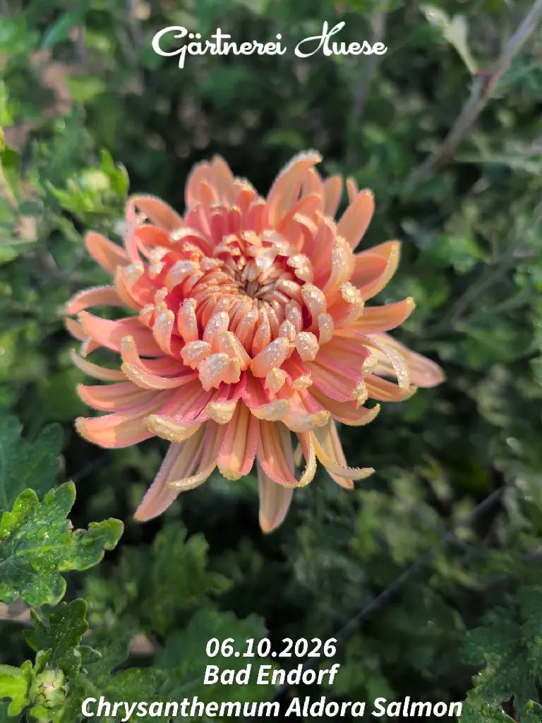 Chrysanthemum-Aldora-Salmon-_20261006_125502.webp