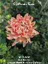 Chrysanthemum-Aldora-Salmon-_20261006_125502.webp