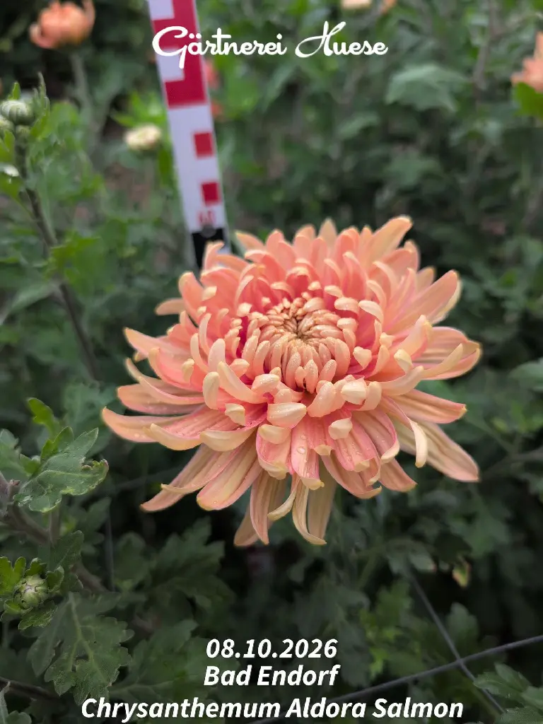 Chrysanthemum-Aldora-Salmon-_20261008_094717.webp