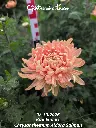 Chrysanthemum-Aldora-Salmon-_20261008_094717.webp