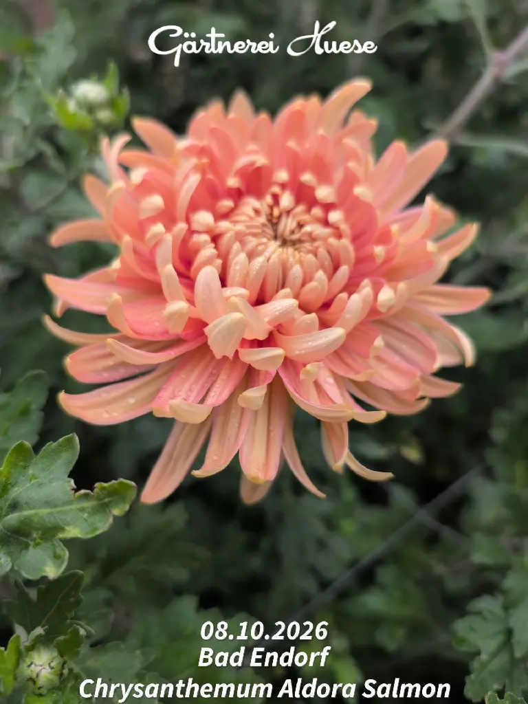 Chrysanthemum-Aldora-Salmon-_20261008_094657.webp