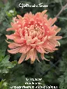 Chrysanthemum-Aldora-Salmon-_20261008_094657.webp