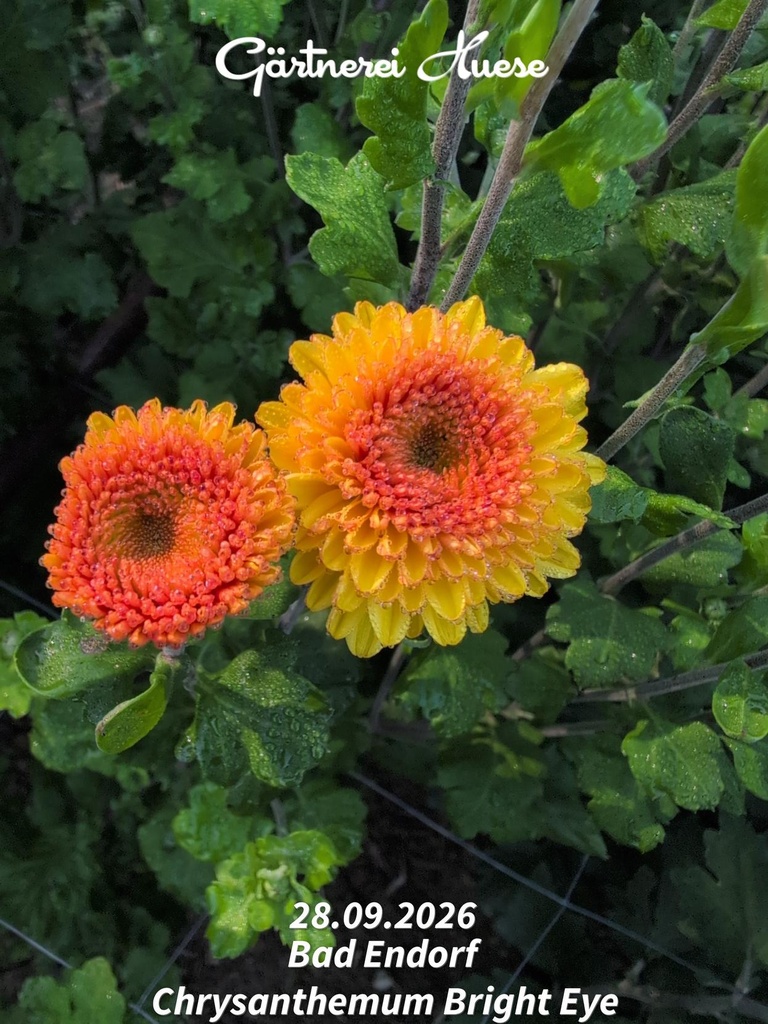 Chrysanthemum "Bright Eye" - 5 Stecklinge BIO