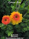 Chrysanthemum "Bright Eye" - 5 Stecklinge BIO