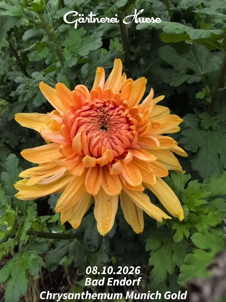 Chrysanthemum-Munich-Gold-_20261008_094530.webp