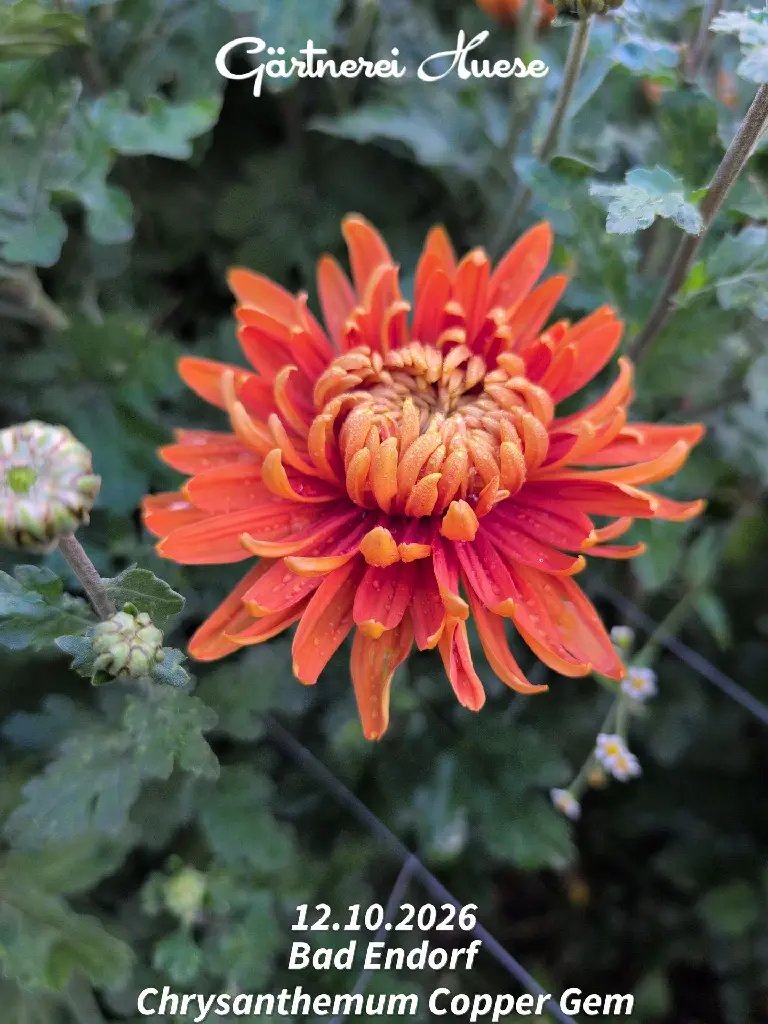 Chrysanthemum-Copper-Gem-_20261012_124936.webp