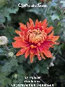 Chrysanthemum-Copper-Gem-_20261012_124936.webp