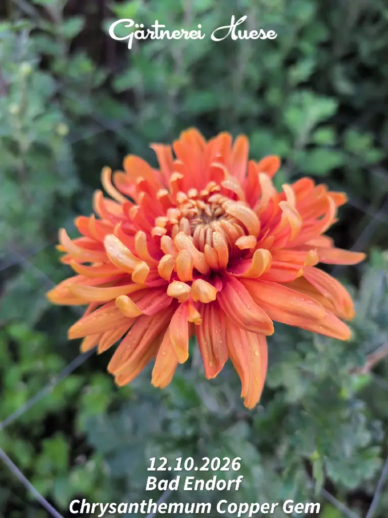 Chrysanthemum-Copper-Gem-_20261012_124941.webp