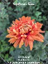 Chrysanthemum-Copper-Gem-_20261012_124941.webp