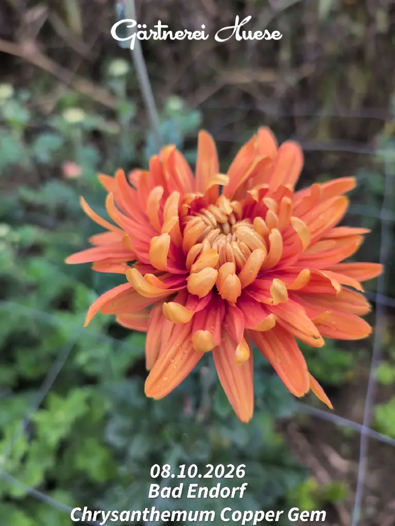 Chrysanthemum-Copper-Gem-_20261008_094610.webp